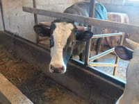 Bulle, Russian Black pied cattle — Foto 1