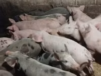 公猪, Pigs — 照片 2