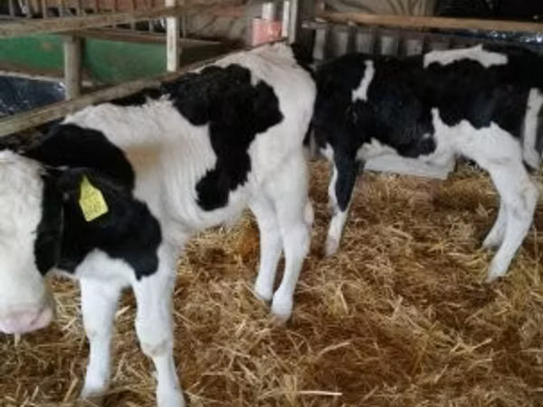 Toro, Russian Black pied cattle
