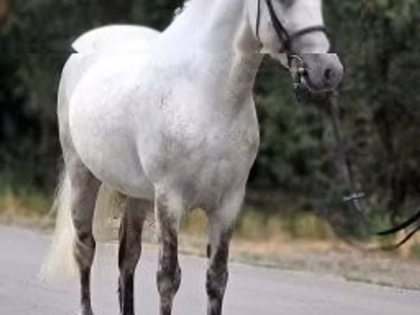Horse (M), Falabella