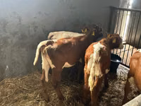 Bovinos (lote, sexo no especificado), Simmental cattle — foto 4