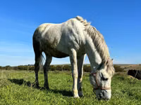 公马, Horses — 照片 2