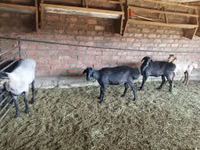 كبش, Hissar sheep — الصورة 2