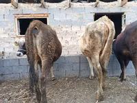 Buqa, Qoramol — 5-rasm