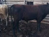 公牛, Cattle — 照片 1