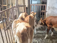 牛只（批次，未指定性别）, Cattle — 照片 5