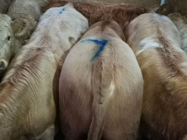 Rinder (Partie, Geschlecht nicht angegeben), Limousin-Kuh