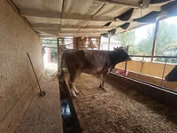 गाय, Swiss cattle — फ़ोटो 1