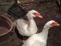 Ducks — Foto 1