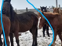 Stute, Horse breed — Foto 4