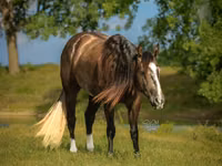 Hengst, Quarter Horse — Foto 3