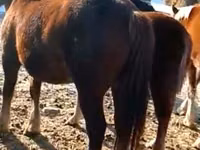 Pferde (Partie, Geschlecht nicht angegeben), Horse breed — Foto 7