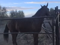 Hengst, Thoroughbred horse — Foto 1