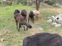 كبش, Rhon sheep — الصورة 3