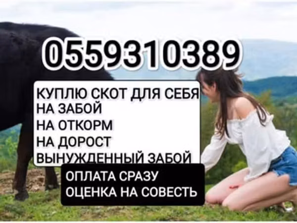 Букачар, Сиырлар