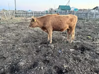 Bulle, Kasachische Weißkopfkuh — Foto 3