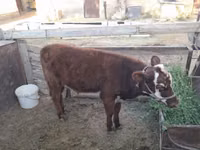 Kuh, Latvian Blue cattle — Foto 4