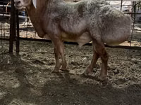 Widder, Edilbay sheep — Foto 2