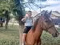 Horse (M), Horses — photo 8