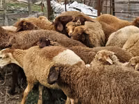Schafe (Partie, Geschlecht nicht angegeben), Karabakh sheep — Foto 4