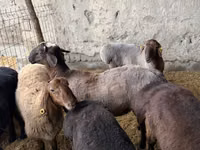 كبش, الأغنام — الصورة 2