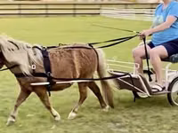 حصان, Miniature horse — الصورة 7