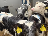 أبقار (دفعة، الجنس غير محدد), Simmental cattle — الصورة 6