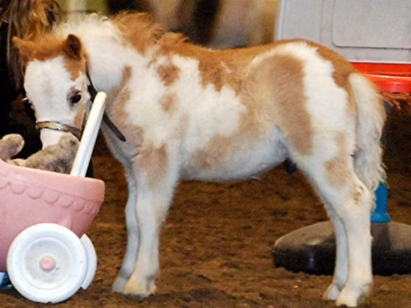 Айғыр, Miniature horse