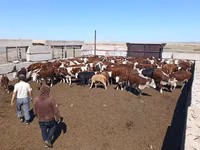 بقرة, Latvian Blue cattle — الصورة 3