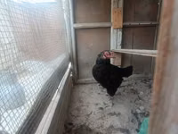 Chickens — Foto 2