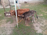 Vaca, Swiss cattle — foto 2