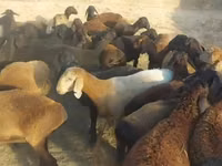 كبش, الأغنام — الصورة 1