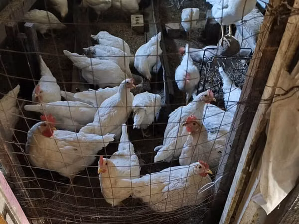 Chickens — Kirgisistan