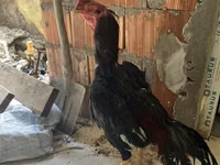 Chickens — Foto 3