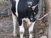 Bulle, Russian Black pied cattle — Foto 2