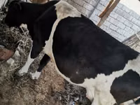 गाय, Russian Black pied cattle — फ़ोटो 1