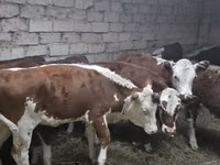 Cow, Kazakh White-headed cow — photo 6