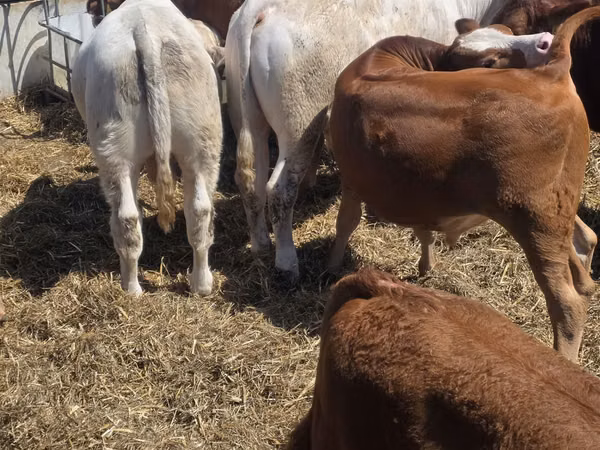 Bull, Limousin cow