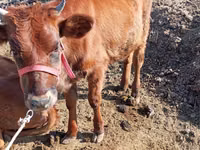 牛只（批次，未指定性别）, Cattle — 照片 1