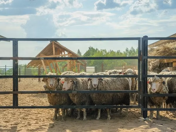 Widder, Kuibyshev sheep