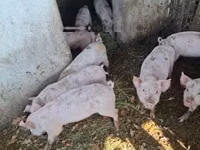 Schweine (Partie, Geschlecht nicht angegeben) — Foto 2