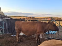 بقرة, Russian Black pied cattle — الصورة 1