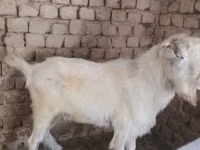 母山羊, Alpine goat — 照片 2