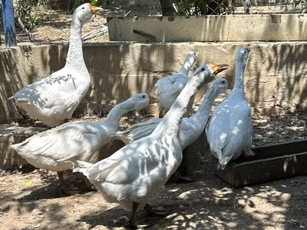 Кубанская