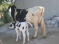 गाय, गोलस्टीन नस्ल — फ़ोटो 3