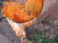 براهما — الصورة 8