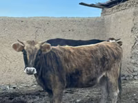 Bulle, Swiss cattle — Foto 1