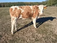 بقرة, French Simmental cattle — الصورة 1