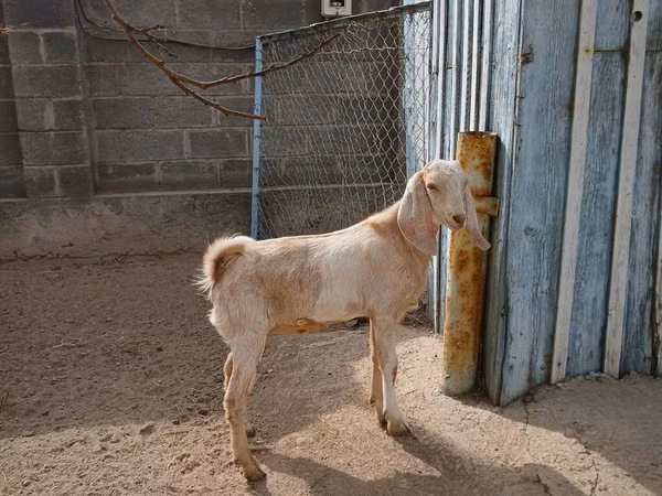Ziege, Kamori goats