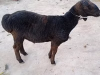 公羊, Sheep — 照片 4